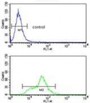 Flow cytometry testing of human Ramos cells with Alpha Enolase antibody; Blue=isotype control, Green= Alpha Enolase antibody.