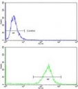 Flow cytometry testing of human MDA-MB-468 cells with PRDX3 antibody; Blue=isotype control, Green= PRDX3 antibody.