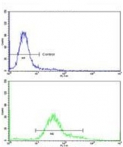 Flow cytometry testing of human HeLa cells with IMMT antibody; Blue=isotype control, Green= IMMT antibody.
