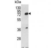 Western blot testing of 1) non-transfected and 2) transfected 293 cell lysate with HNRPL antibody.