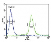 Flow cytometry testing of human HEK293 cells with ADCYAP1 antibody; Blue=isotype control, Green= ADCYAP1 antibody.
