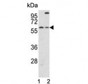 Western blot testing of 1) mouse liver and 2) human HepG2 cell lysate with Cryptochrome 2 antibody. Predicted molecular weight ~67 kDa.