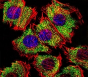 Immunofluorescent staining of fixed and permeabilized mouse C2C12 cells with ENO1 antibody (green), DAPI nuclear stain (blue) and anti-Actin (red).