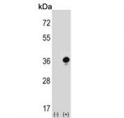Western blot testing of 1) non-transfected and 2) transfected 293 cell lysate with GZMB antibody.