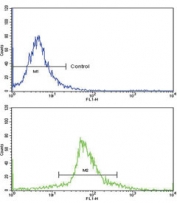 Flow cytometry testing of human WiDr cells with KLF6 antibody; Blue=isotype control, Green= KLF6 antibody.