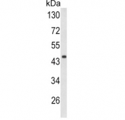Western blot testing of mouse heart tissue lysate with DCN antibody. Predicted molecular weight ~40 kDa.