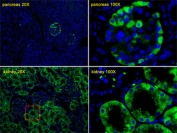 Immunofluorescent staining of human pancreas and kidney tissue with Transthyretin antibody (green) and DAPI nuclear stain (blue).