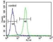 Flow cytometry testing of human A375 cells with BGN antibody; Blue=isotype control, Green= BGN antibody.