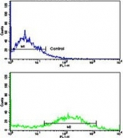Flow cytometry testing of human NCI-H292 cells with Calponin 1 antibody; Blue=isotype control, Green= Calponin 1 antibody.