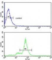 Flow cytometry testing of human MDA-MB-231 cells with SMAC/Diablo antibody; Blue=isotype control, Green= SMAC/Diablo antibody.