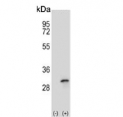 Western blot testing of 1) non-transfected and 2) transfected 293 cell lysate with FHL1 antibody.