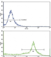 Flow cytometry testing of human WiDr cells with HLA-DRB1 antibody; Blue=isotype control, Green= HLA-DRB1 antibody.