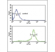 Flow cytometry testing of human HepG2 cells with Calreticulin antibody; Blue=isotype control, Green= Calreticulin antibody.