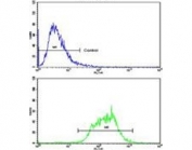 Flow cytometry testing of human CCRF-CEM cells with NADH-ubiquinone oxidoreductase chain 5 antibody; Blue=isotype control, Green= NADH-ubiquinone oxidoreductase chain 5 antibody.