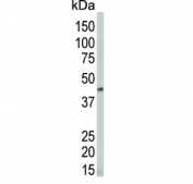 Western blot testing of mouse lung tissue lysate with Death-associated protein kinase 2 antibody. Predicted molecular weight ~43 kDa.