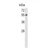 Western blot testing of human HEK293 lysate with Pigment epithelium-derived factor antibody. Predicted molecular weight ~46 kDa.