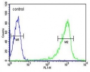 Flow cytometry testing of human HL60 cells with CAPZA1 antibody; Blue=isotype control, Green= CAPZA1 antibody.