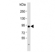 Western blot testing of human HeLa cell lysate with Protein-glutamine gamma-glutamyltransferase 2 antibody. Predicted molecular weight ~78 kDa.
