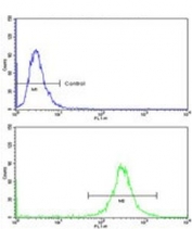 Flow cytometry testing of human MDA-MB-468 cells with VPS53 antibody; Blue=isotype control, Green= VPS53 antibody.