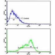 Flow cytometry testing of human WiDr cells with Bcl-2-like protein 11 antibody; Blue=isotype control, Green= Bcl-2-like protein 11 antibody.