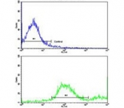 Flow cytometry testing of human MDA-MB-231 cells with Alpha-2B Adrenergic Receptor antibody; Blue=isotype control, Green= Alpha-2B Adrenergic Receptor antibody.