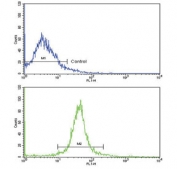 Flow cytometry testing of human WiDr cells with Adiponectin receptor 1 antibody; Blue=isotype control, Green= Adiponectin receptor 1 antibody.