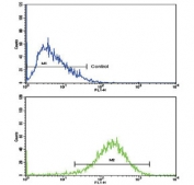 Flow cytometry testing of human HepG2 cells with EHHADH antibody; Blue=isotype control, Green= EHHADH antibody.