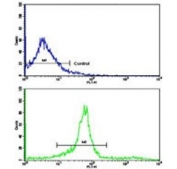 Flow cytometry testing of human WiDr cells with Kinesin light chain 1 antibody; Blue=isotype control, Green= Kinesin light chain 1 antibody.