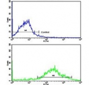 Flow cytometry testing of human NCI-H292 cells with Max-like protein X antibody; Blue=isotype control, Green= Max-like protein X antibody.