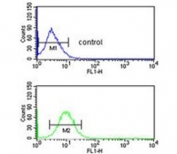 Flow cytometry testing of human HepG2 cells with Enoyl-CoA delta isomerase 2 antibody; Blue=isotype control, Green= Enoyl-CoA delta isomerase 2 antibody.