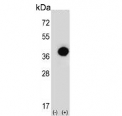 Western blot testing of 1) non-transfected and 2) transfected 293 cell lysate with PHYH antibody.