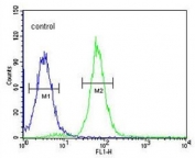 Flow cytometry testing of human HEK293 cells with PHYH antibody; Blue=isotype control, Green= PHYH antibody.