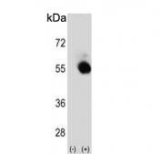 Western blot testing of 1) non-transfected and 2) transfected 293 cell lysate with SELENBP1 antibody.