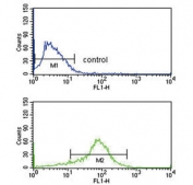 Flow cytometry testing of human MCF7 cells with APEX2 antibody; Blue=isotype control, Green= APEX2 antibody.