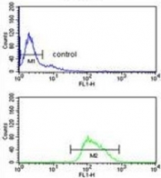 Flow cytometry testing of human Ramos cells with POU2AF1 antibody; Blue=isotype control, Green= POU2AF1 antibody.