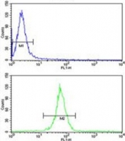 Flow cytometry testing of human HeLa cells with KIF11 antibody; Blue=isotype control, Green= KIF11 antibody.