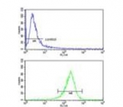 Flow cytometry testing of human ZR-75-1 cells with Ataxin 3 antibody; Blue=isotype control, Green= Ataxin 3 antibody.