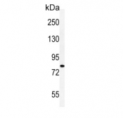 Western blot testing of 1) human brain and 2) mouse brain tissue lysate with Cadherin 20 antibody. Predicted molecular weight ~89 kDa.