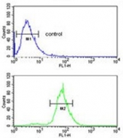 Flow cytometry testing of human HepG2 cells with Cadherin 20 antibody; Blue=isotype control, Green= Cadherin 20 antibody.