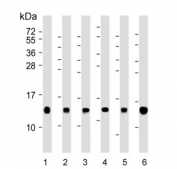 Western blot analysis of 1) human HL60, 2) mouse NIH 3T3, 3) human HeLa, 4) human A431, 5) rat H-4-II-E and 6) rat C6 cell lysate using Histone H4 antibody at 1:2000.