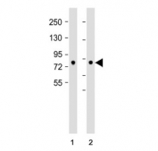 Western blot testing of 1) human brain and 2) mouse brain tissue lysate with DCAMKL1 antibody. Predicted molecular weight: ~82 kDa and ~47 kDa (multiple isoforms).