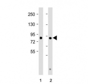 Western blot testing of 1) human brain and 2) mouse brain tissue lysate with DCAMKL1 antibody. Predicted molecular weight: ~82 kDa and ~47 kDa (multiple isoforms).