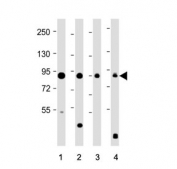 Western blot testing of 1) human brain, 2) mouse brain, 3) rat brain and 4) TT cell lysate with DCAMKL1 antibody. Predicted molecular weight: ~82 kDa and ~47 kDa (multiple isoforms).