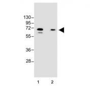 Western blot testing of human 1) T-47D and 2) K562 cell lysate with YTHDF3 antibody.  Predicted molecular weight ~64 kDa.