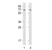Western blot testing of human 1) HeLa and 2) K562 cell lysate with YTHDF3 antibody.  Predicted molecular weight ~64 kDa.