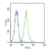 Flow cytometry testing of fixed and permeabilized human  K562 cells with HBA2 antibody; Blue=isotype control, Green= HBA2 antibody.