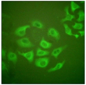 Immunofluorescent staining of fixed and permeabilized human HepG2 cells with MMP10 antibody.