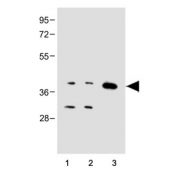 Western blot testing of 1) human Jurkat, 2) human HepG2 and 3) mouse brain tissue lysate with Cx40 antibody. Predicted molecular weight ~40 kDa.