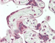 IHC staining of FFPE human placental tissue with Syncytin 1 antibody. HIER: steam section in pH6 citrate buffer for 20 min and allow to cool prior to staining.