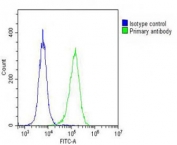 Flow cytometry testing of fixed and permeabilized human HeLa cells with DEPDC5 antibody; Blue=isotype control, Green= DEPDC5 antibody.